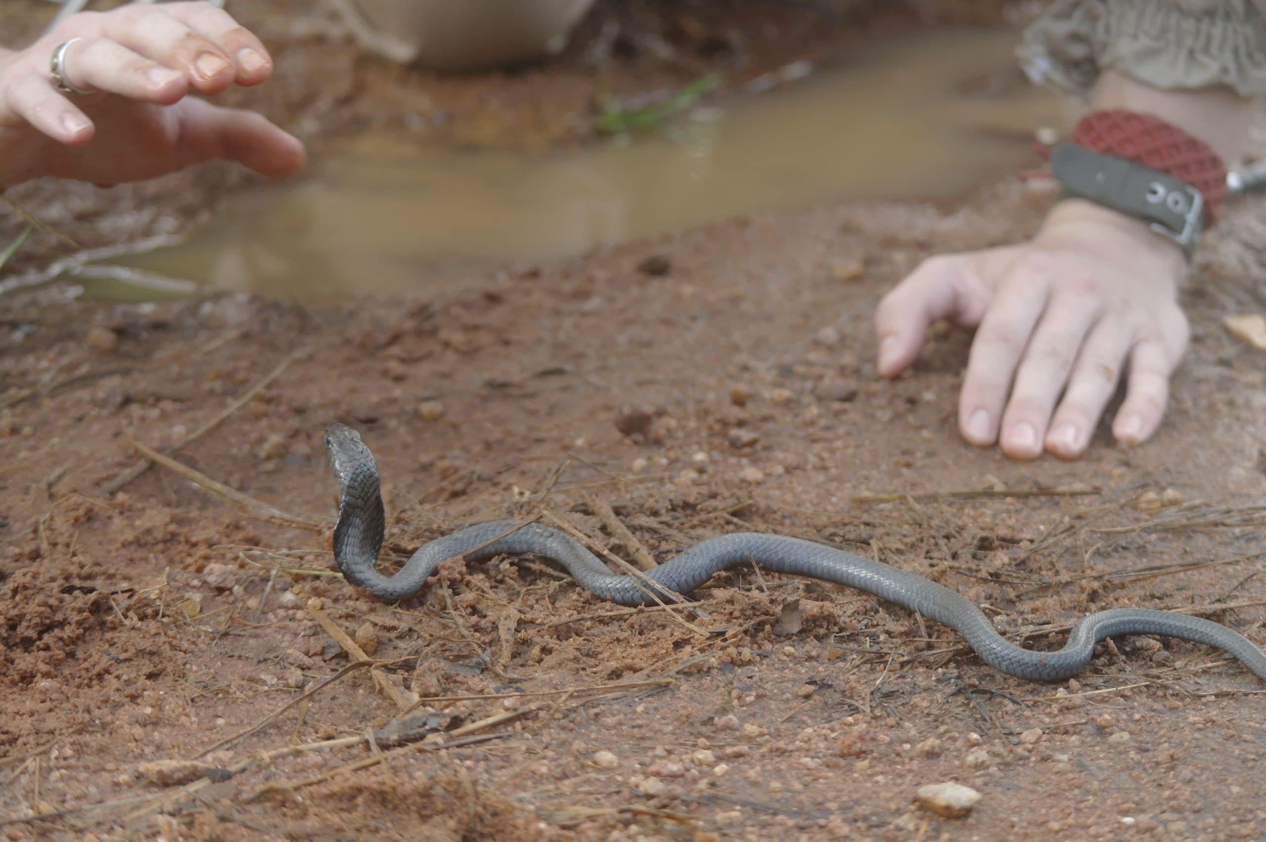 Clinical Solutions for Snakebite in Kenya