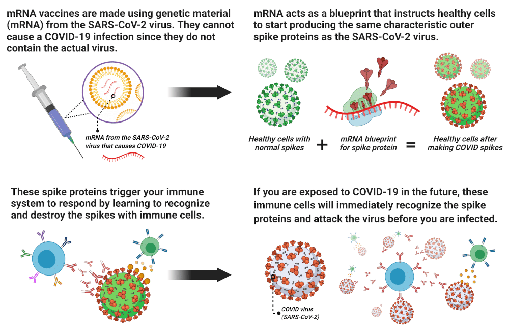 An mRNA Vaccine chart with a simplified explanation.